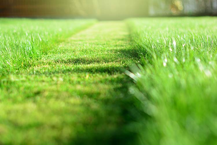 Do you want Lawn Care Help that Works Hard or Works Smart?